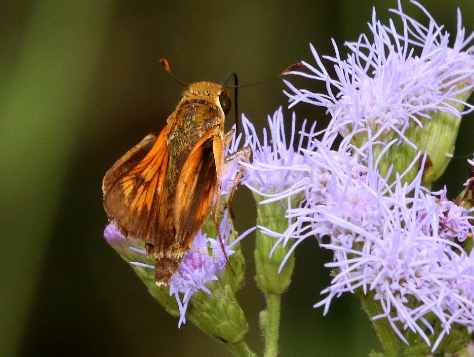 MELLANA, COMMON (Quasimellana eulogius) (10-27-2020) resaca de la palma, cameron co, tx -02