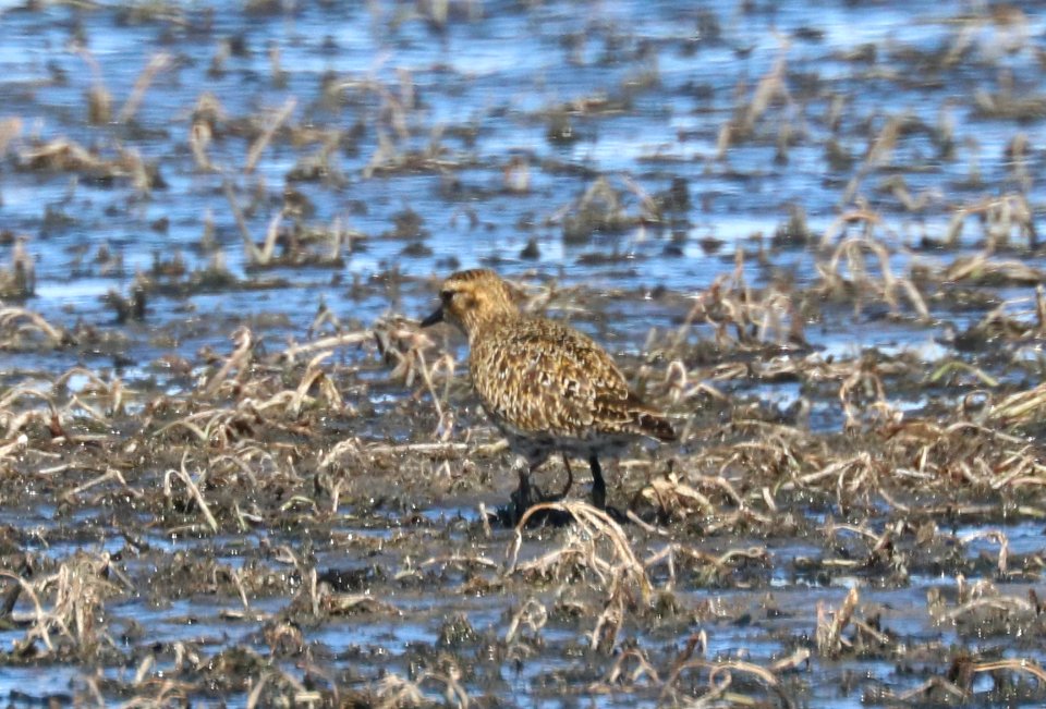 255 - EUROPEAN GOLDEN-PLOVER (10-17-2020) lake 14, maxwell r w r, colfax co, nm -14