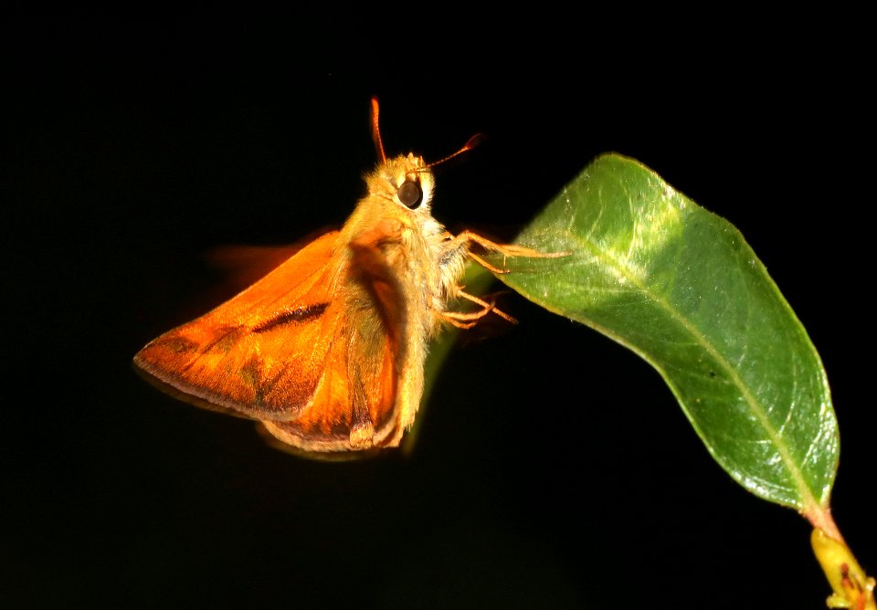 SKIPPER, RURAL (Ochlodes agricola) (7-27-2020) 1200 ft, illinois river at fr4201, josephine co, or -04