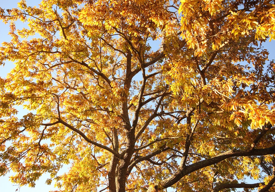 Autumn leaves yellow forest