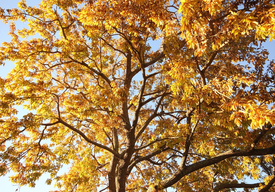 Autumn leaves yellow forest photo