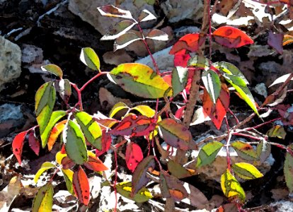 EVERGREEN MOUNTAIN SUMAC - WATERCOLOR