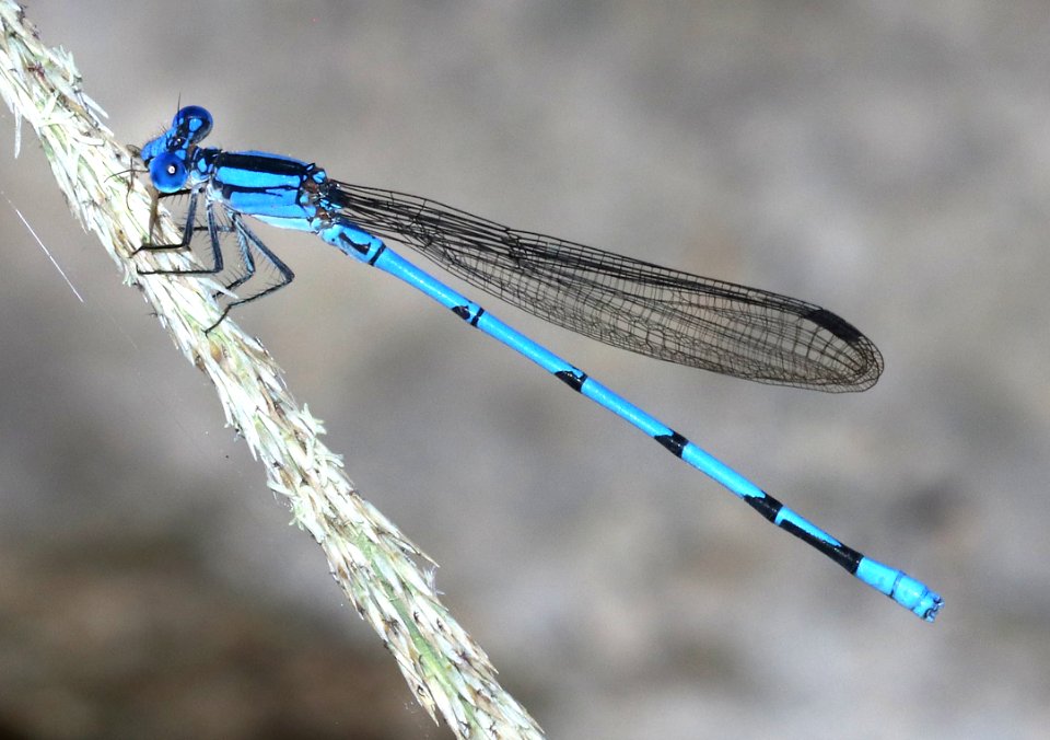 DANCER, SIERRA MADRE (Argia lacrimans) (10-1-2020) bear canyon, huachuca mts, cochise co, az -01