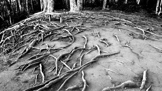 EUCALYPTUS ROOTS, near HONOLULU, HAWAII - 2017 - B&W (24)