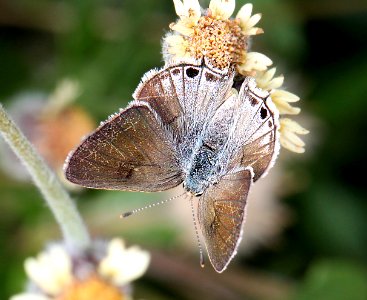 SCRUB-HAIRSTREAK, MALLOW (Strymon istapa) (11-19-13) roma, starr co, tx