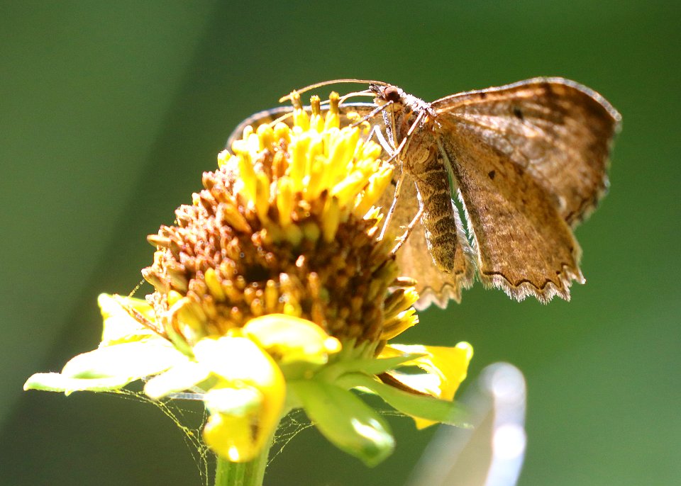 MOTH, sp (6-30-2020) 7150 ft, at a creek 0.4 miles down comfort springs trail from ramsey cayn vista c g, cochise co, az -03
