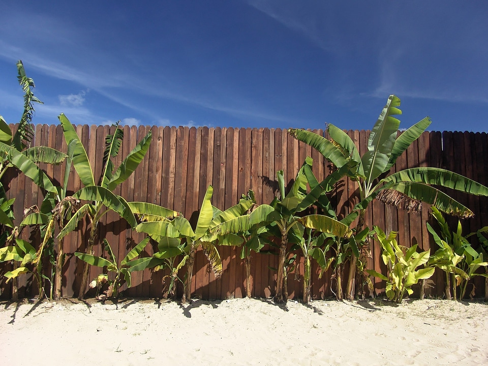 Fence jamaica recovery