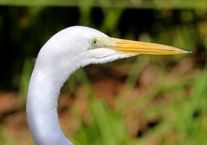 183 - GREAT EGRET (1-3-2020) key west, florida -05