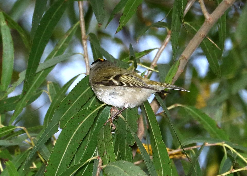 707 - GOLDEN-CROWNED KINGLET (11-10-2017) female, patagonia lake birding trail, santa cruz co, az -01