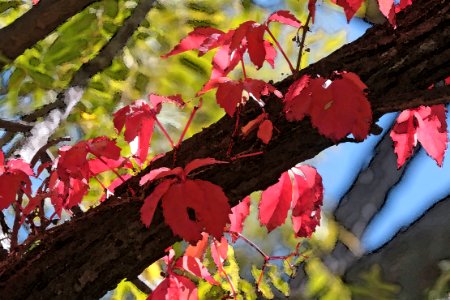 WOODBINE - Huachuca Mts, AZ (10-19-2019) PHOTOSHOP WATERCOLOR -03