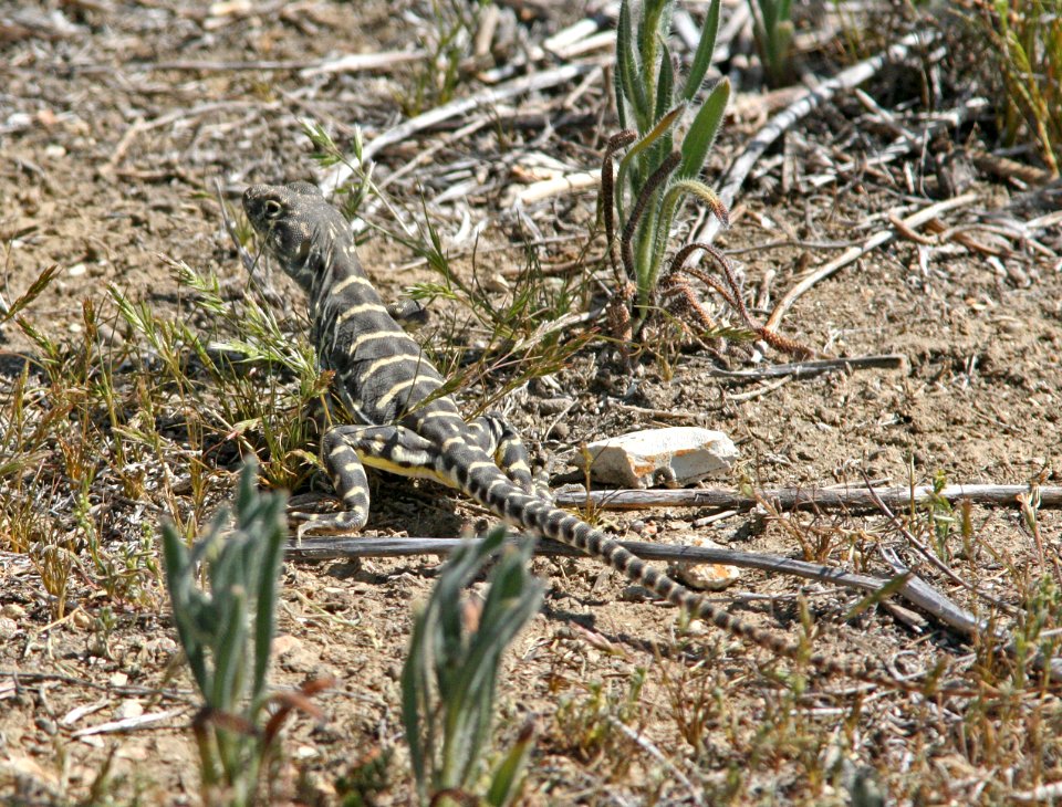 LIZARD, BLUNT-NOSED LEOPARD (Gambelia sila) (3-30-08) van metre wash, carrizo plain national monument, slo co, ca -1