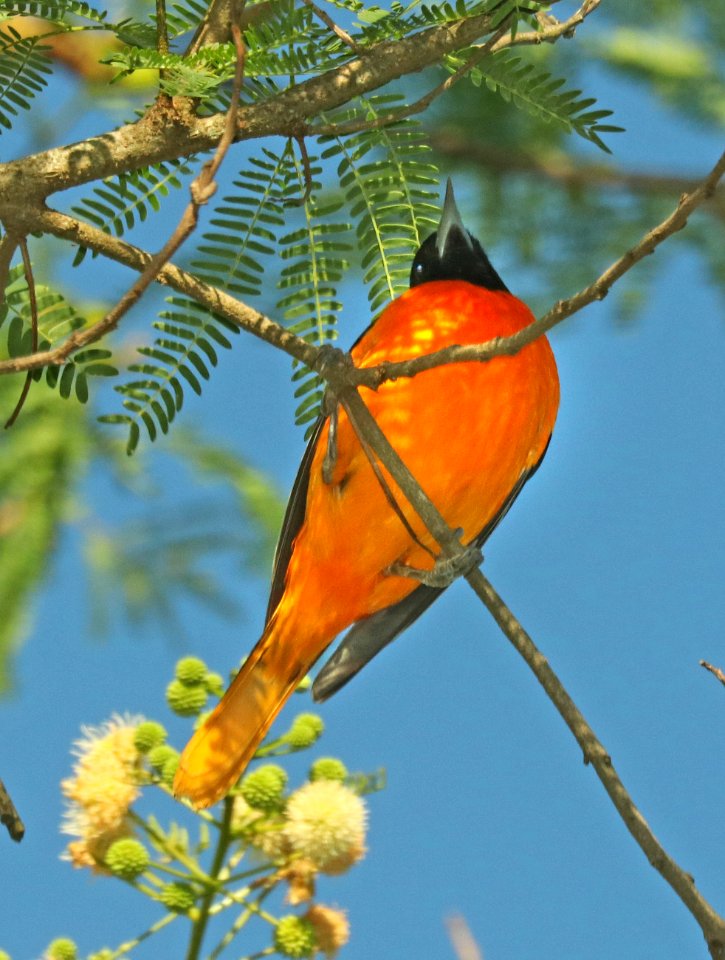 951 - BALTIMORE ORIOLE (4-25-2019) quinta matzatlan, hidalgo co, tx -01
