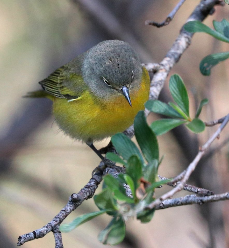 811 - NASHVILLE WARBLER (9-7-2020) garden canyon, huachuca mts, cochise co, az -02