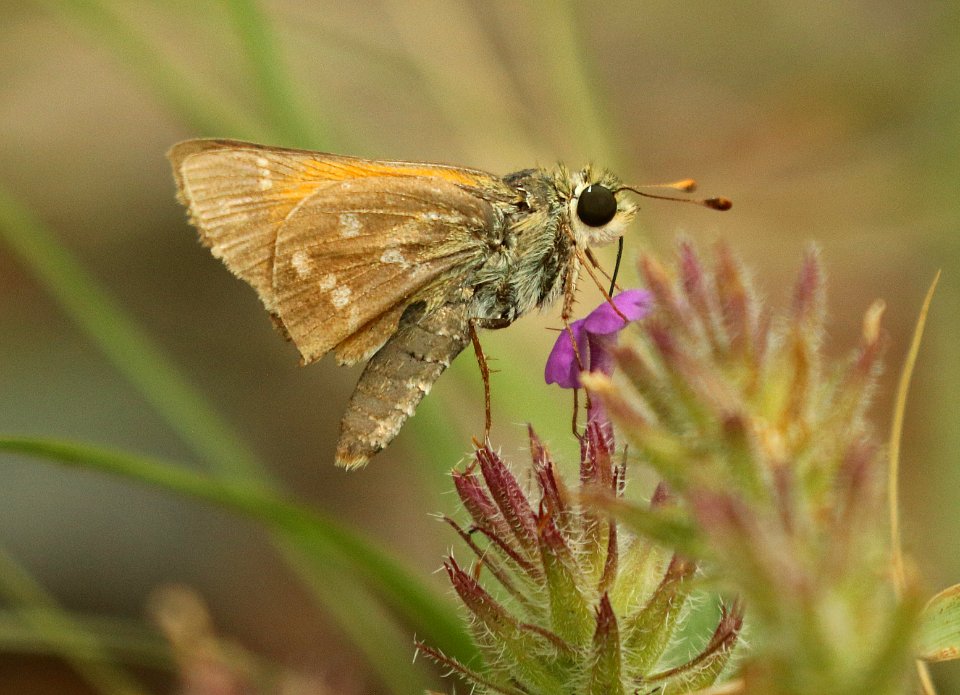 SKIPPER, PAHASKA (Hesperia pahaska williamsi) (8-25-2019) montezuma peak, montezuma nat monument, huachuca mts, cochise co, az -01 (2)