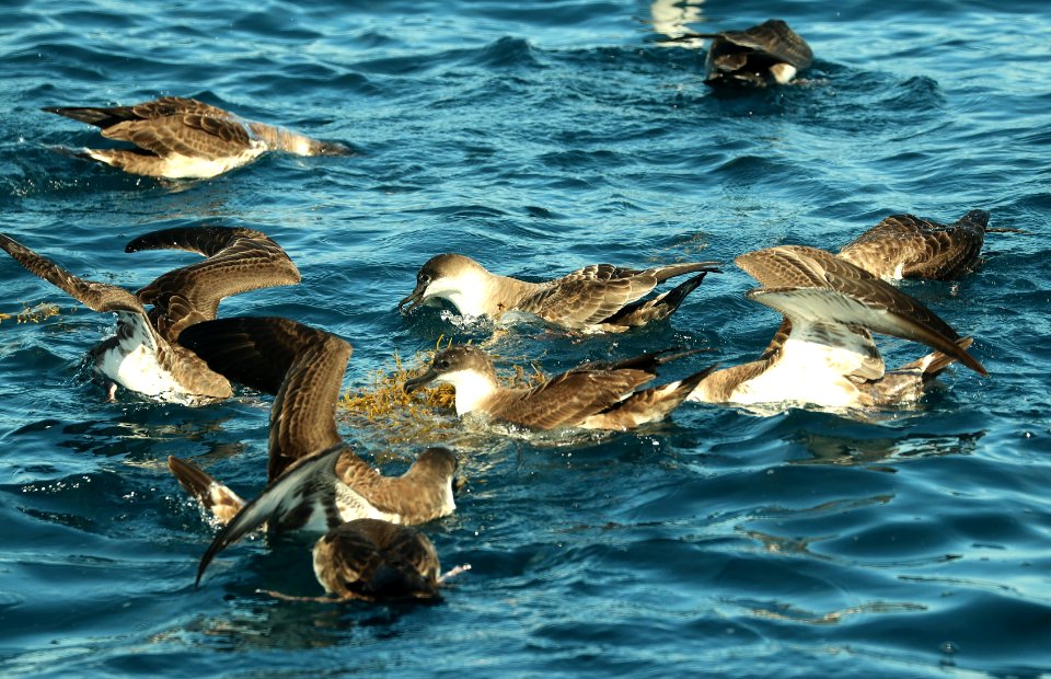 131 - GREAT SHEARWATER (9-15-2918) MAS pelagic trip, out of bar harbor, me -05