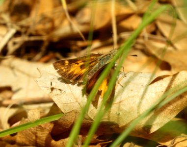 SKIPPER, TAXILES (Lon taxiles) (8-9-2019) 8000 ft, iron creek c g, gila nat for, grant co, nm -03 female
