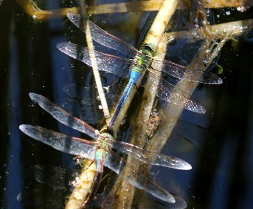 DARNER, COMMON GREEN (Anax junius) (9-30-2020) pena blanca lake, santa cruz co, az -01