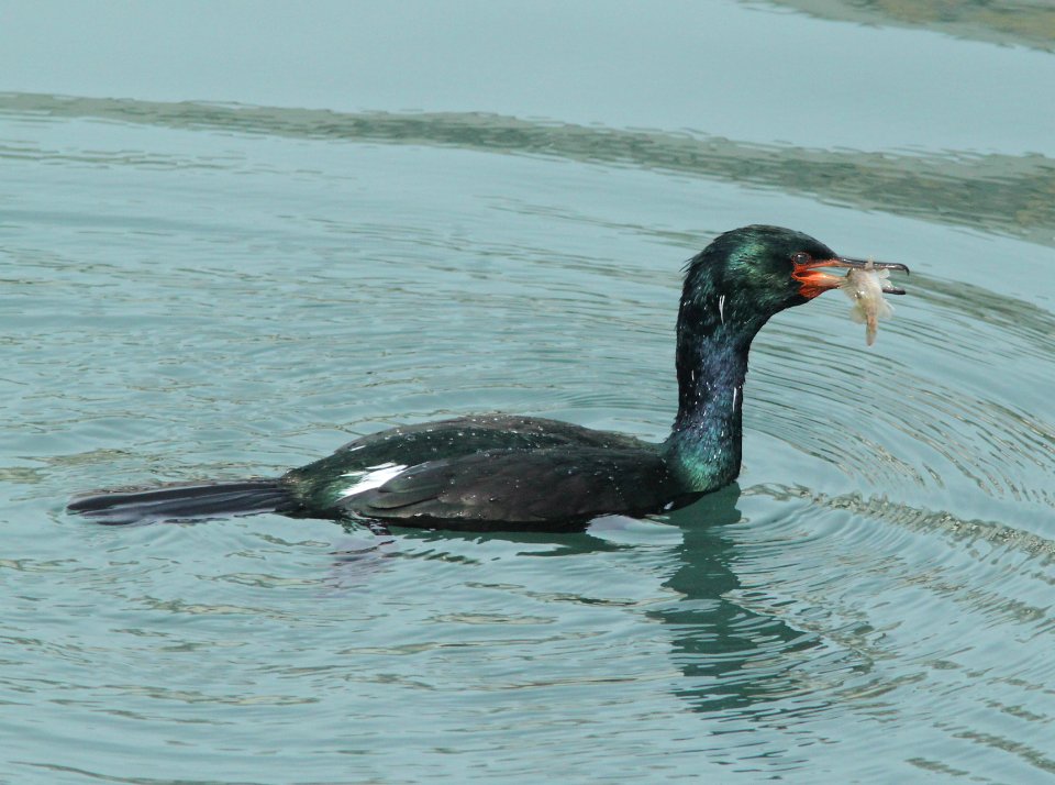 CORMORANT, PELAGIC (1-9-10) morro bay, ca -07