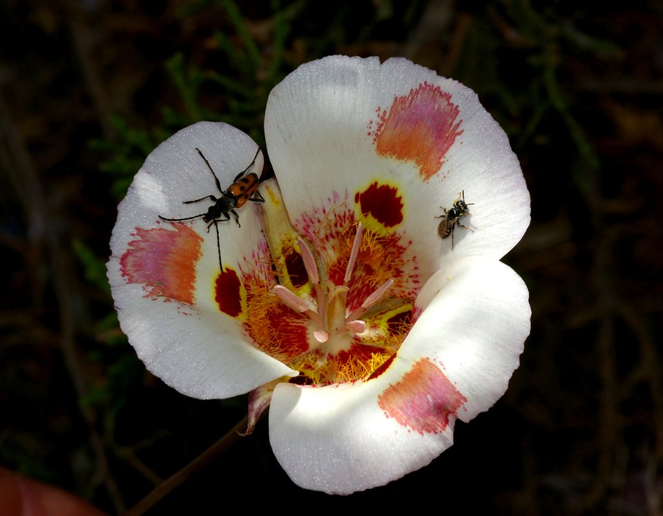 MARIPOSA (calochortus sp) (6-4-08) carrizo, caliente ridge, carrizo plain nat monument, san luis obispo, ca -20