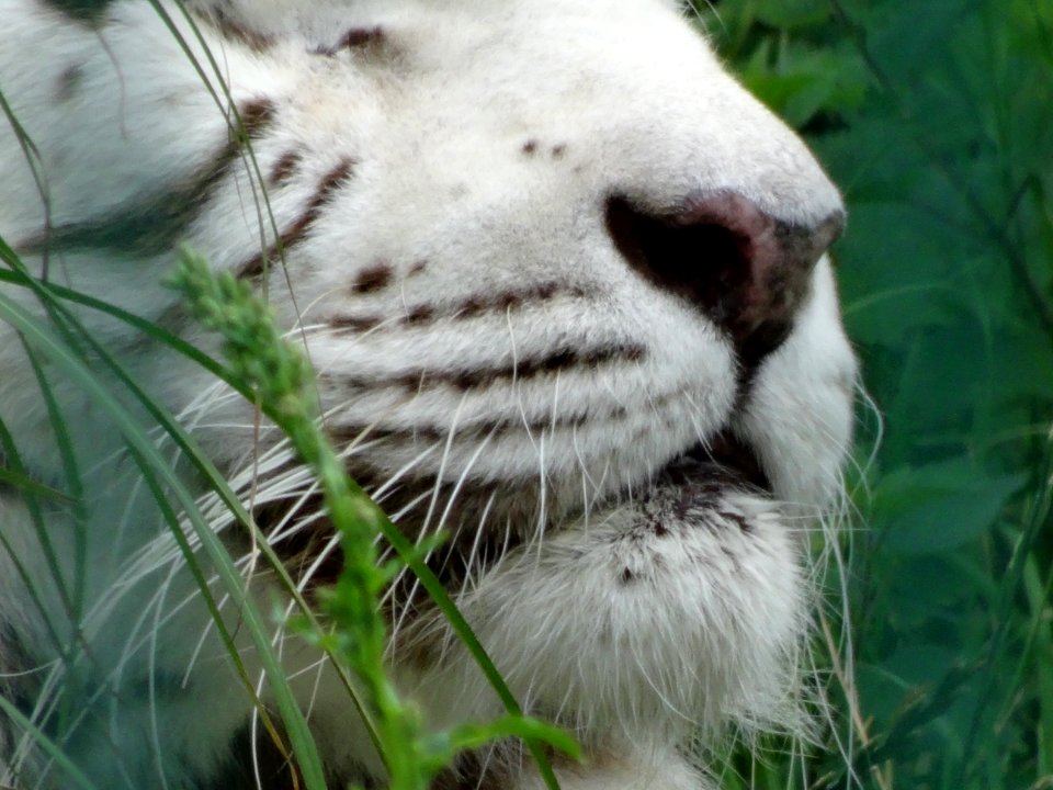 WHITE TIGER photo