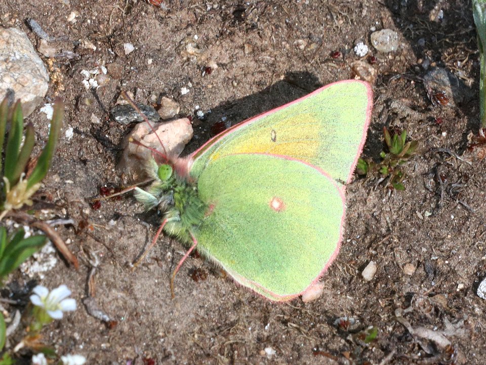SULPHUR, MEAD'S (Colias meadii) (7-16-2020) 12300 ft, trail ridge pass, rocky mt nat park, larimer co, co -02