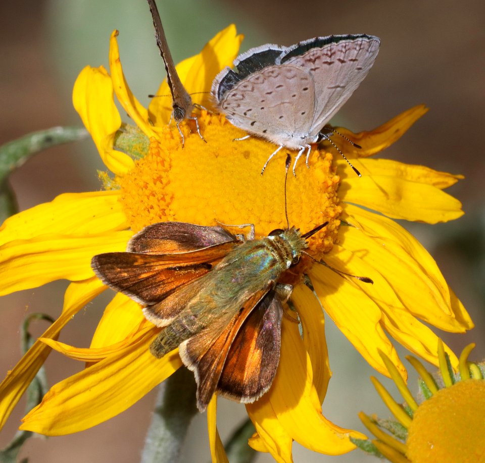 SKIPPER, WESTERN BRANDED (Hesperia colorado susanae) (7-9-2020) 9075 ft, upper hospital flats, mt graham, pinaleno mts, graham co, az -12
