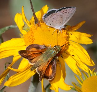 SKIPPER, WESTERN BRANDED (Hesperia colorado susanae) (7-9-2020) 9075 ft, upper hospital flats, mt graham, pinaleno mts, graham co, az -12