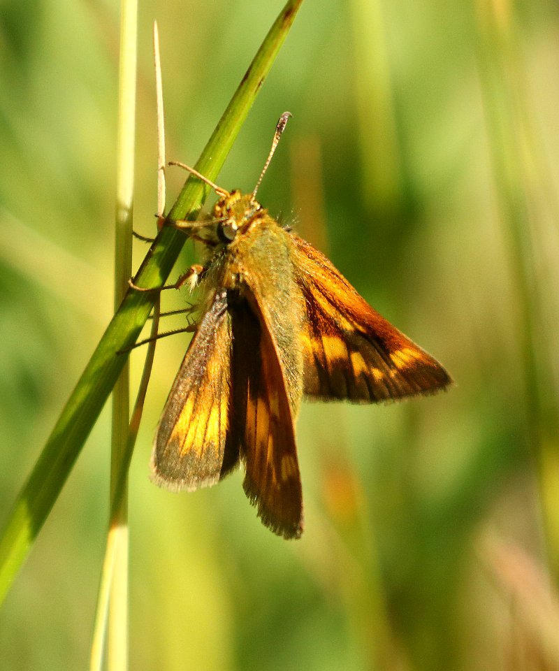 SKIPPER, LONG DASH (Polites mystic) (7-20-2019) 6300 ft, emerald lake c g, custer-gallatin nat forest,  -08
