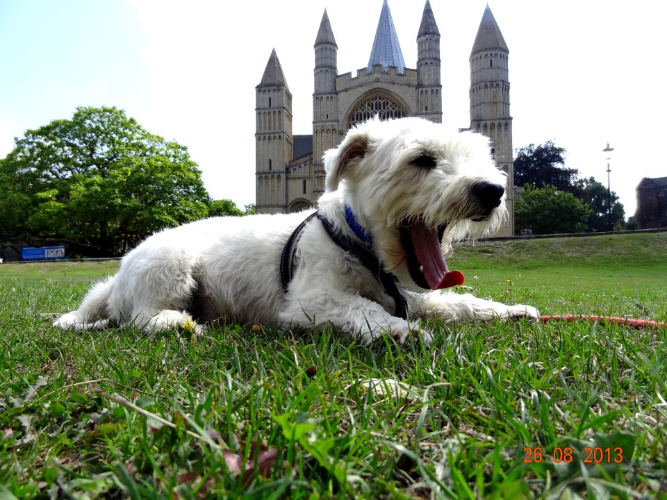 The dog at Rochester Cathedral