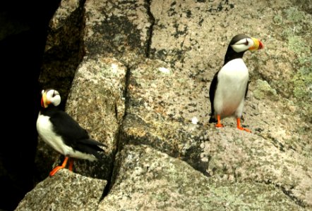 420 - HORNED PUFFIN (6-16-2019) northwest glacier tour, kenai fjords nat park, out of seward, ak -04