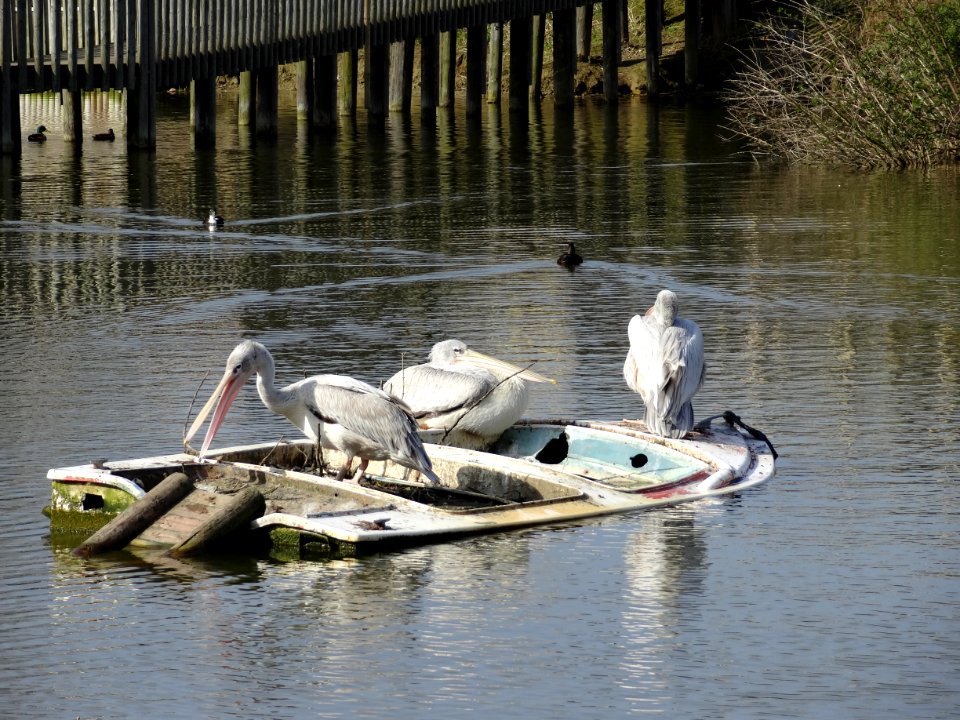 THREE MEN IN A BOAT