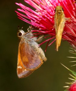 SKIPPER, TAXILES (Lon taxiles) (7-8-2020) garden canyon, huachuca mts, cochise co, az -01 female