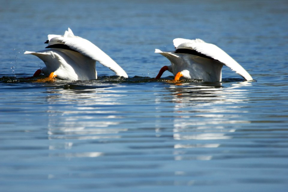 American white pelicans feeding in the Yellowstone River