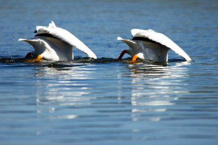 American white pelicans feeding in the Yellowstone River