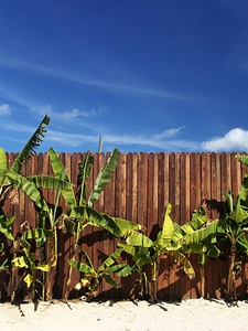 Fence jamaica recovery