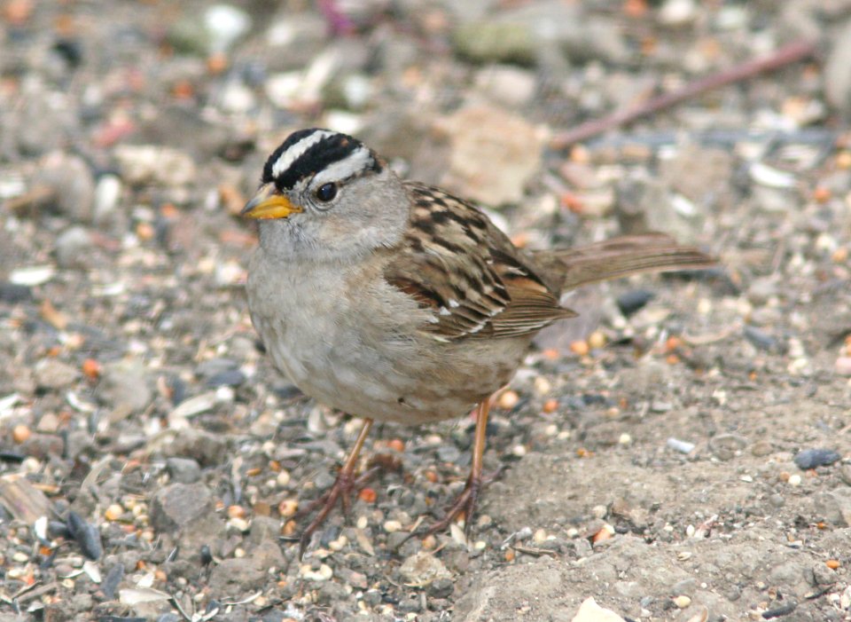 SPARROW, WHITE-CROWNED (5-20-08) pugatensis, canet rd, san luis obispo co, ca -01