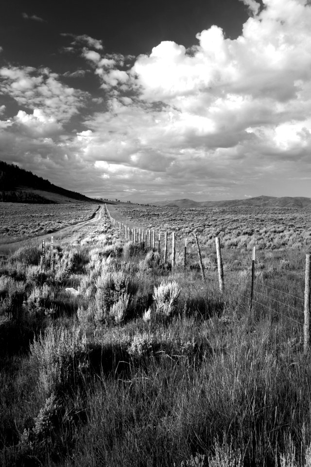 MORNING LIGHT ON SAGEBRUSH  (7-12-2019) six mile campground, carbon co, wy -12 BW