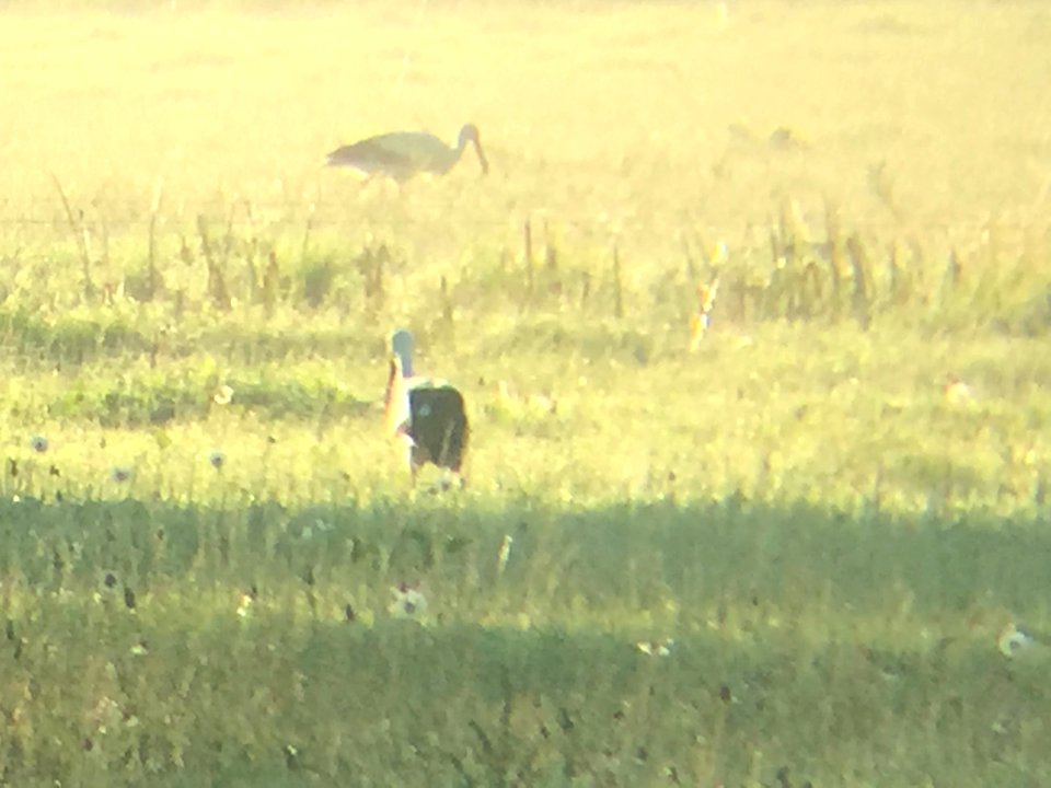 Early Stork Monster Meal