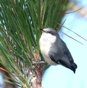 NUTHATCH, PYGMY (7-12-09) san simeon st pk, slo co -02