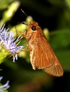 SKIPPER, OCOLA (Panoquina ocola) (10-26-2015) national butterfly center, mission, hidalgo co, tx