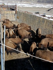 10 of 35 Bison are allowed to spread out prior to processing them 3464 photo