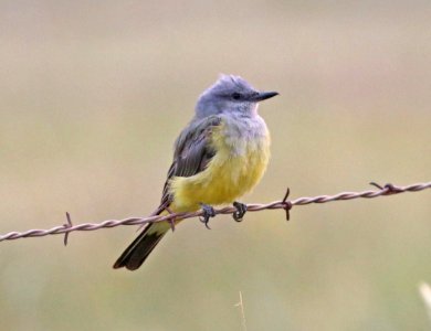 606 - WESTERN KINGBIRD (9-13-2020) san rafael grasslands, santa cruz co, az -01