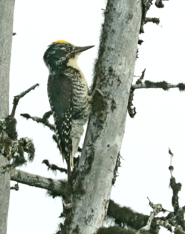 540 - AMERICAN THREE-TOED WOODPECKER (6-11-2019) denali park road, alaska -02