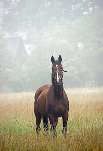 Horse nature pasture