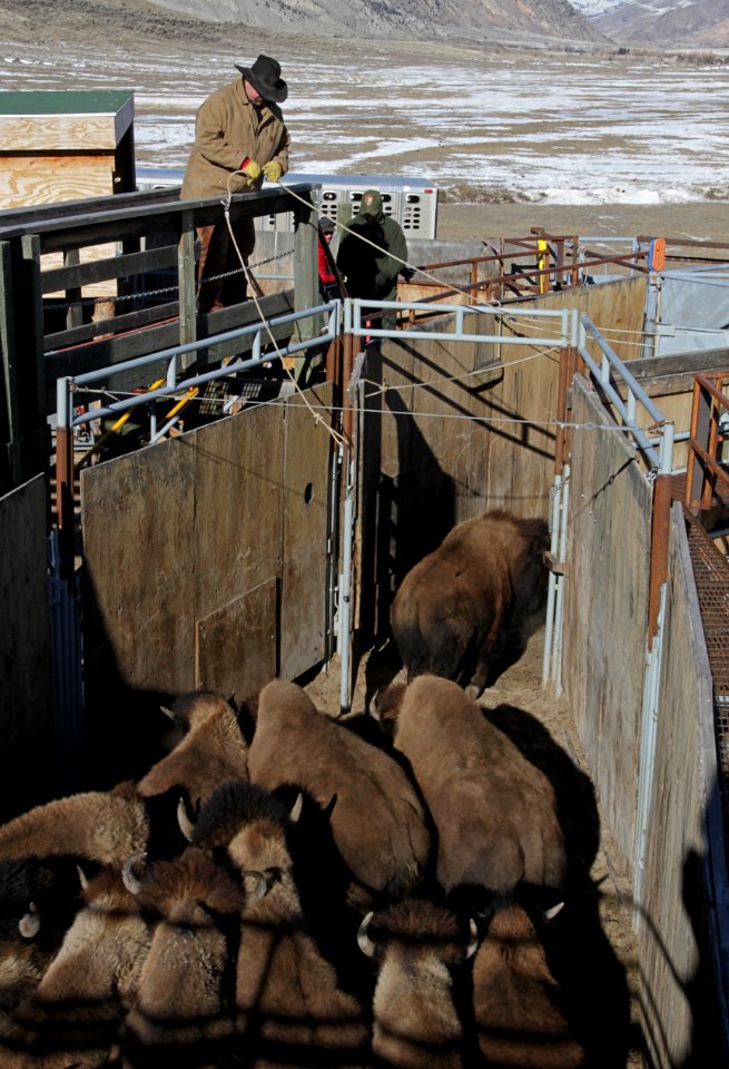 11 of 35 Park staff moving bison in Stephens Creek bison pens 3551