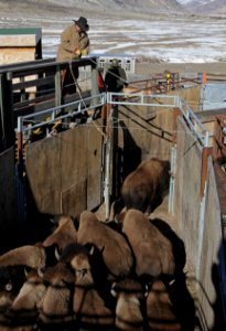 11 of 35 Park staff moving bison in Stephens Creek bison pens 3551