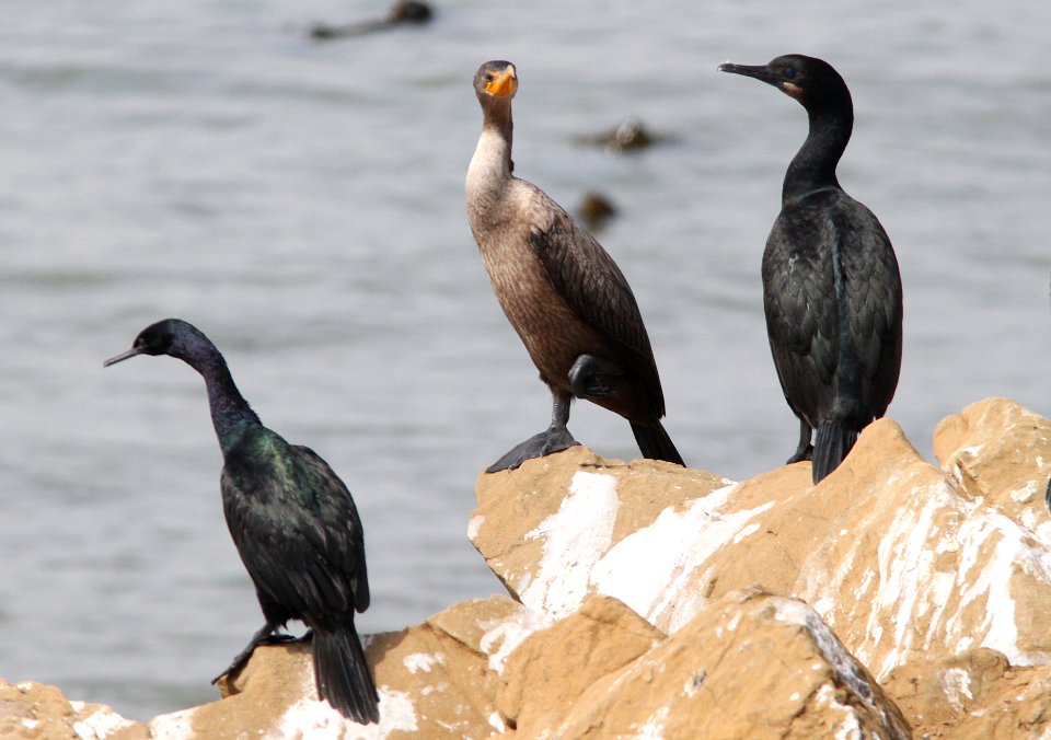 CORMORANTS, BRANDT'S and PELAGIC and DOUBLE-CRESTED (8-24-09) north coast, slo co, ca -03