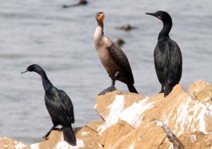 CORMORANTS, BRANDT'S and PELAGIC and DOUBLE-CRESTED (8-24-09) north coast, slo co, ca -03