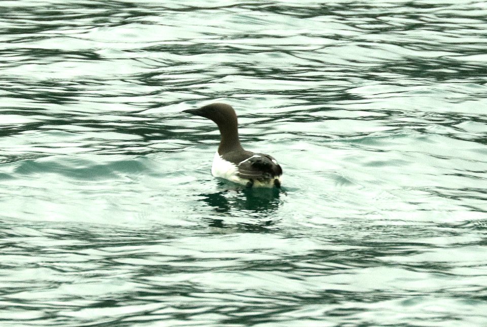 400 - COMMON MURRE (6-16-2019) northwest glacier tour, kenai fjords nat park, out of seward, ak -01