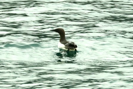 400 - COMMON MURRE (6-16-2019) northwest glacier tour, kenai fjords nat park, out of seward, ak -01